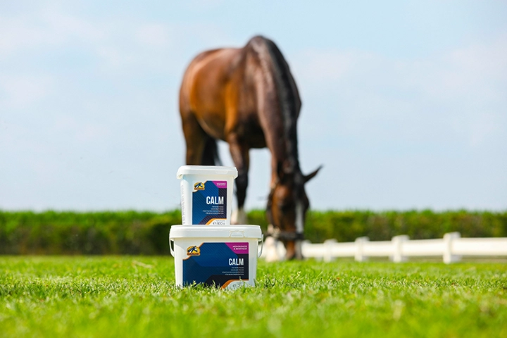 Alimentation cheval Maroc : guide complet de la nutrition équine premium