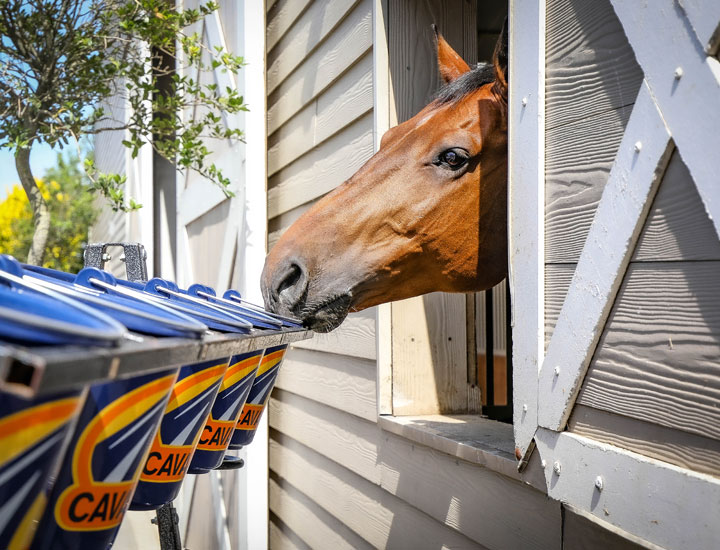 Horse-bucket