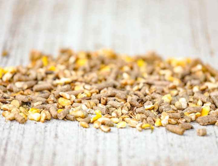 Alimentation Jeune Cheval : 10 Secrets de Croissance avec Cavalor Juniorix