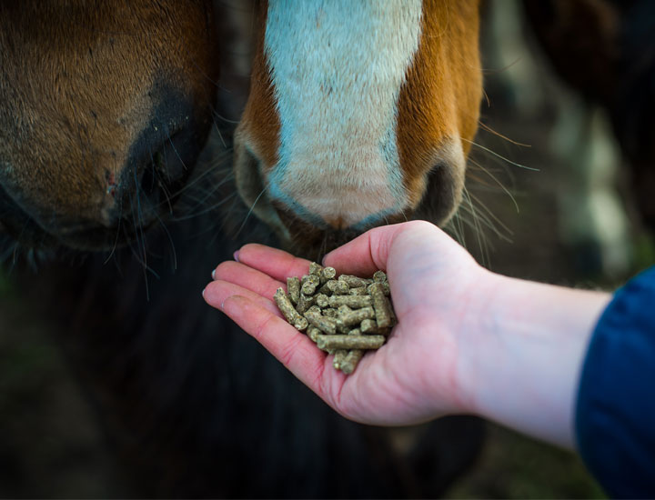 Alimentation Jument et Poulain : 5 Clés de Croissance Cavalor Probreed