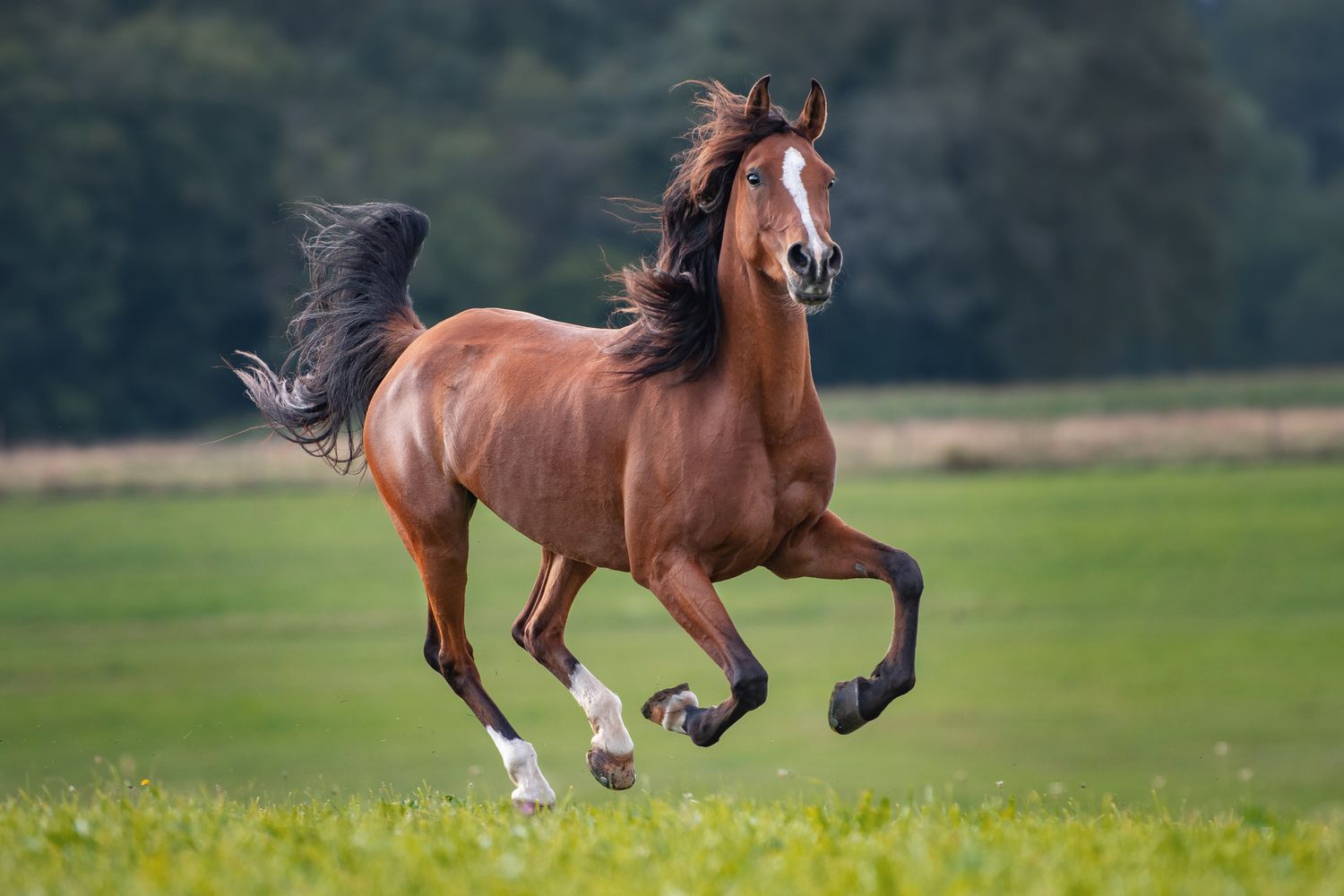 Alimentation cheval haute performance avec produits Cavalor Maroc
