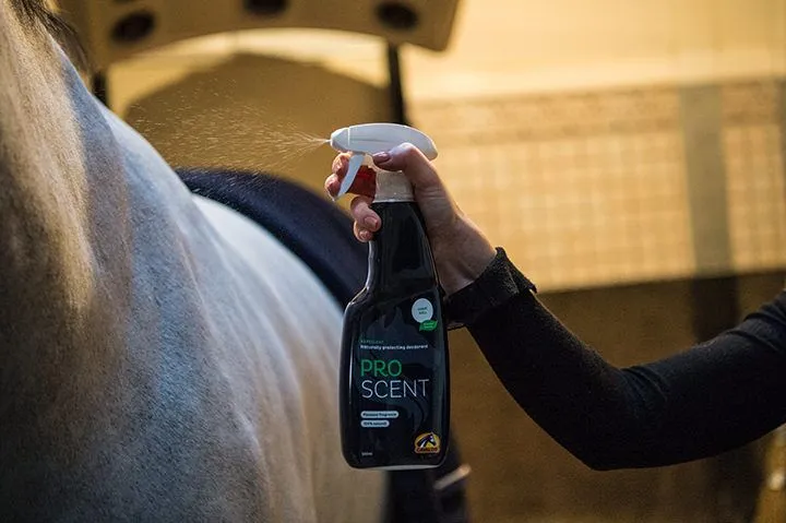 Aliments pour chevaux : guide complet de la nutrition équine au Maroc